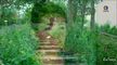 plerng chimple 8 tr